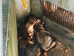 -西霞口神雕山野生动物世界