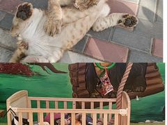 -北京野生动物园