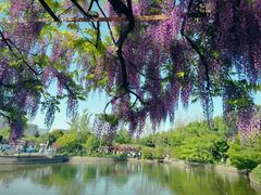 -秋霞圃