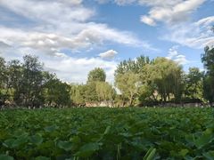 -莲湖公园