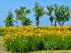 -西京湾花海