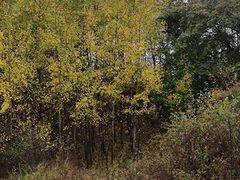 -塞罕坝国家级自然保护区