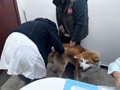 -美联众合动物医院·24h转诊中心