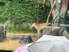 -清迈夜间动物园