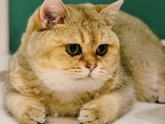 -飞行喵MR PILOT|猫舍·猫咖(静安大融城店)