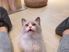 -momokira米努特·德文卷毛猫·棉花面纱犬