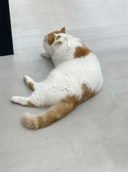 -蚂蚁造型俱乐部