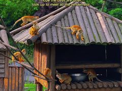-上海野生动物园
