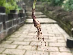 -金堂县云顶石城风景区