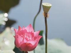 -惠州西湖丰渚园