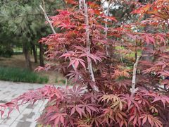 -元大都城垣遗址公园