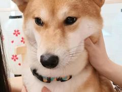 -柴迷FANS CLUB·柴犬狗咖·猫咖