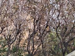 -静安公园(静安寺街道)