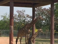 -石家庄市动物园