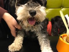 -百好乐宠物友好餐厅(朝外大街店)