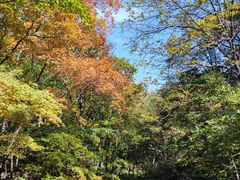 -关门山森林公园