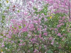 -攀枝花公园