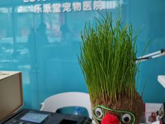 -乐派堂宠物医院·猫友好· 心脏科(东街店)