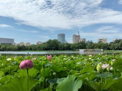 -莲花池公园