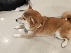 -共舞时光猫咖·狗咖(新街口店)