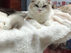 -中粮·祥云小镇