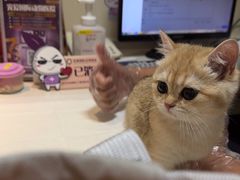 -宠爱国际动物医院· 猫科· 外科·中兽医(长白店)