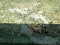 -新疆天山野生动物园