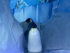 -海合安成都极地海洋公园