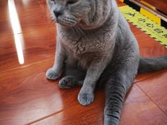 -猫小院猫主题咖啡厅(北锣店)