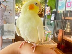 -吉丁鸟咖·异宠·寄养