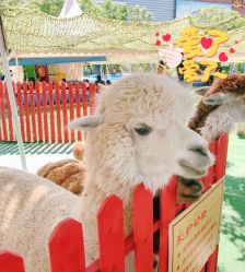 -萌宠亲子动物乐园(槐房万达店)