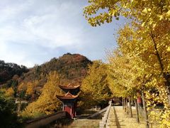 -遵化市禅林寺古银杏风景园
