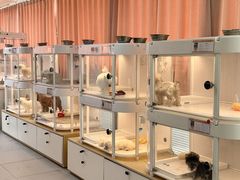 -翊宠yipet猫狗购宠庄园犬舍•猫舍