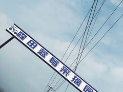 -森田蓝莓采摘园