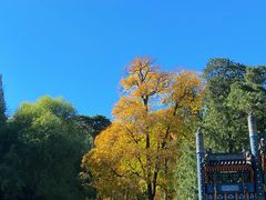 -香山公园