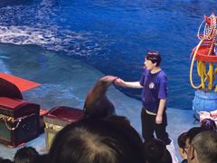 -烟台海昌鲸鲨海洋公园