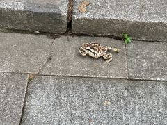 -吉林拉法山