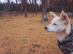 -硗碛藏寨·神木垒景区