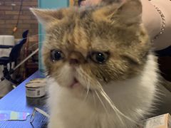 -猫小院猫主题咖啡厅(北锣店)