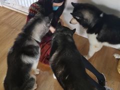 -Husky Go! 哈士奇体验馆·宠物咖啡厅狗咖