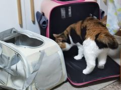 -纳吉亚猫专科动物诊疗中心(蒋宅口分院)