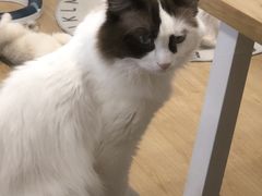 -有喵·猫咖·狗咖·30几只猫10只小狗(岗厦店)