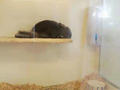 -龙猫仔乐园(惠福东路店)