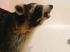 -浣熊柯尔鸭土拨鼠·电玩咖