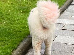 -肖四女乐山跷脚牛肉(江北星街坊店)