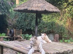 -广州长隆野生动物世界