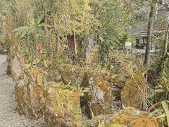-莫里热带雨林景区