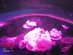 -重庆欢乐海底世界