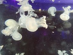 -海合安成都极地海洋公园