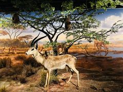 -武汉园博园(武汉自然博物馆)